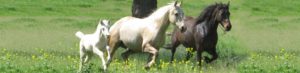 Morgan mares and baby in field