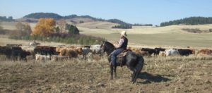 Morgan horse working cattle